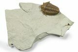 Fossil Trilobite (Calymene breviceps) - Waldron Shale #269913-3